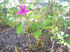 Pseuderanthemum laxiflorum