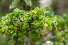 Coprosma rhamnoides
