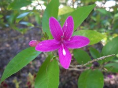 Pseuderanthemum laxiflorum