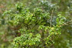 Coprosma rhamnoides