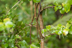 Coprosma rhamnoides