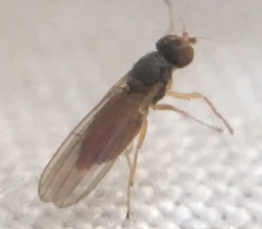 Anthomyzidae