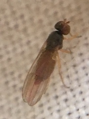 Anthomyzidae