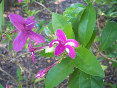 Pseuderanthemum laxiflorum
