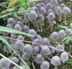 Coprinellus