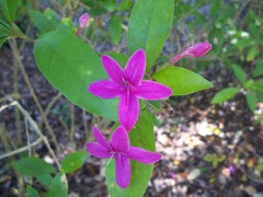 Pseuderanthemum laxiflorum