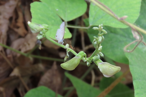Photo of Common Cerulean (Jamides celeno)