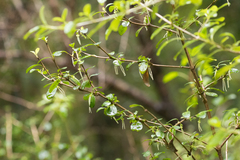 Coprosma rhamnoides