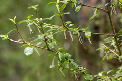 Coprosma rhamnoides