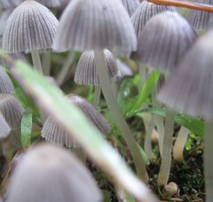 Coprinellus