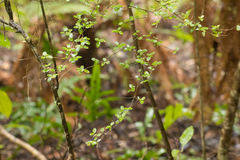 Coprosma rhamnoides