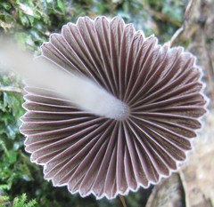 Coprinellus