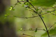 Coprosma rhamnoides
