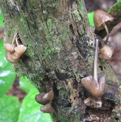 Fungi