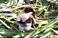 Bombus lucorum