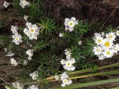 Anaphalioides subrigida