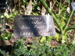 Juniperus rigida conferta