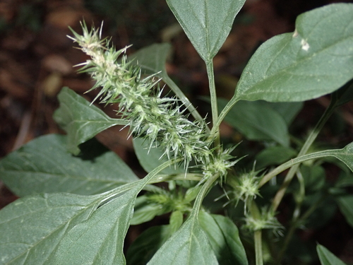 Amaranthus palmeri observed 2023-03-28
