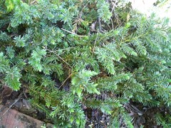 Juniperus rigida conferta