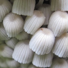 Coprinellus