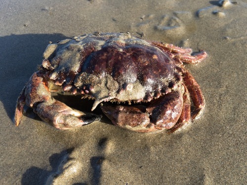 Pacific Rock Crab, photo 3 of 8