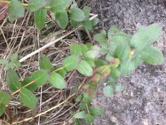 Gaultheria oppositifolia