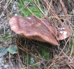 Fungi