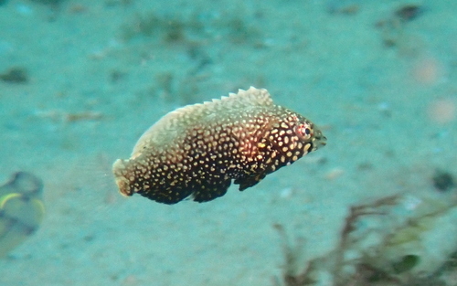 Black leopard wrasse (Macropharyngodon negrosensis) — Labridae — 5