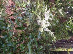 Gaultheria paniculata
