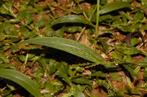 Fan-Leaved Bristle Grass (Setaria homonyma)