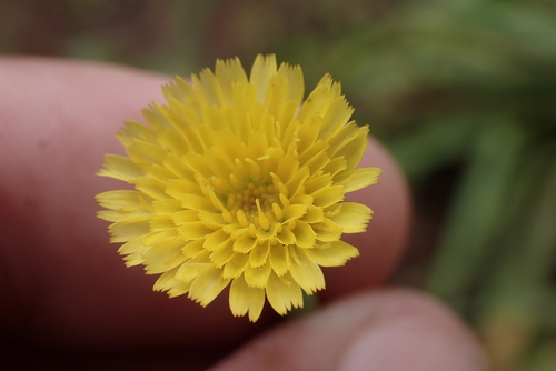Hypochaeris glabra observed 2023-03-29