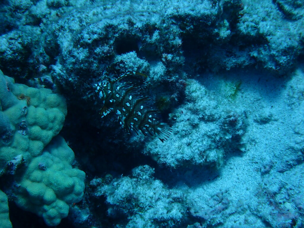 Dragon Wrasse