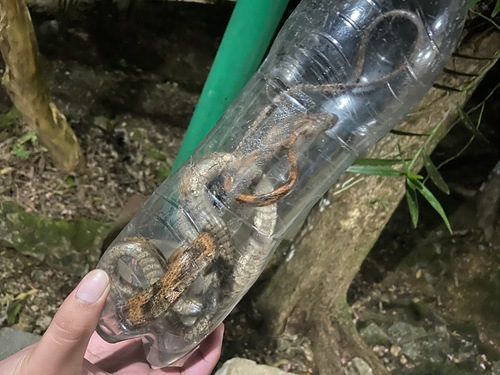 Leyte Cat Snake, Boiga angulata