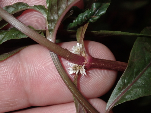 Alternanthera sessilis observed 2023-03-29
