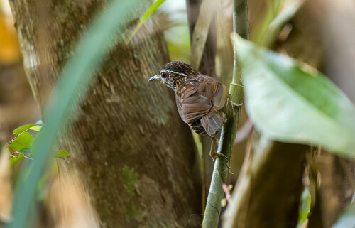 Striated Wren-Babbler (Ptilocichla mindanensis), photo 4