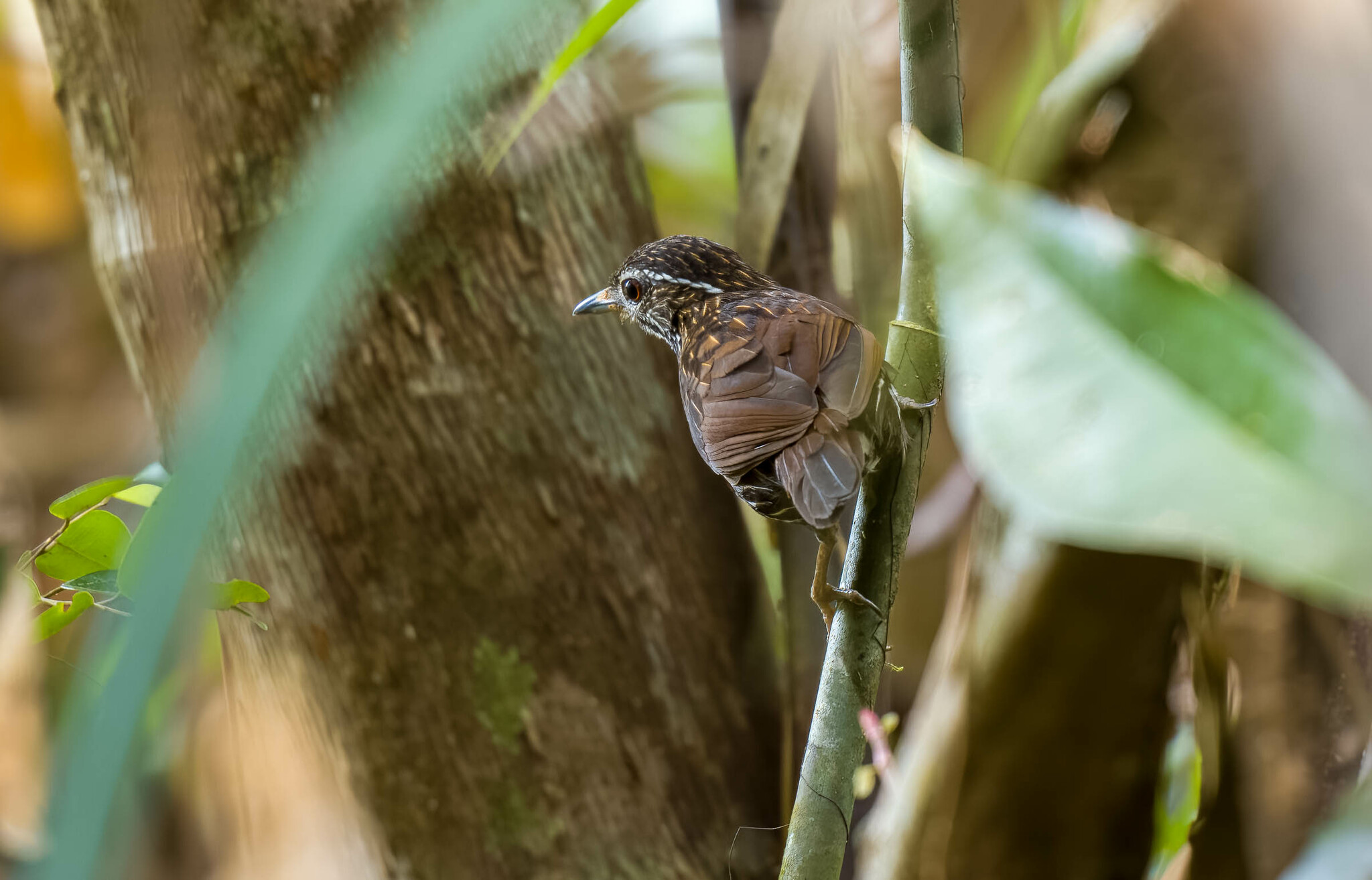 Striated Wren-Babbler (Ptilocichla mindanensis), photo 1