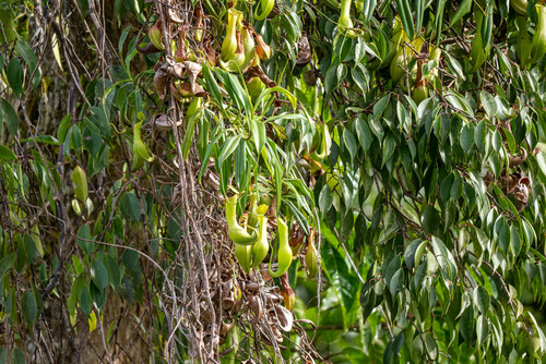 Nepenthes graciliflora
