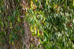 Nepenthes graciliflora