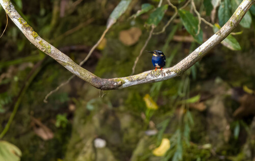 Northern Silvery Kingfisher (Ceyx flumenicola), photo 7