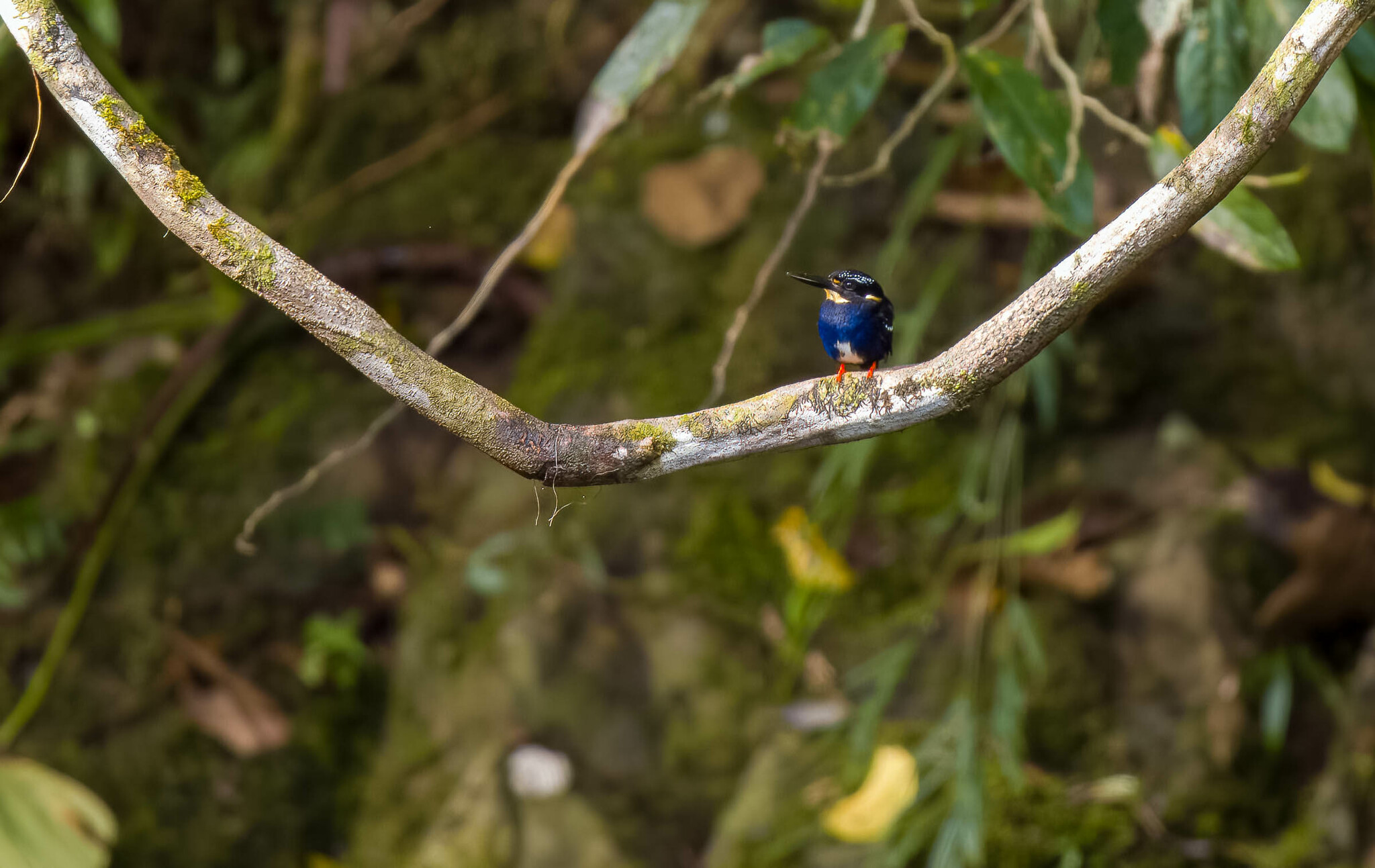 Northern Silvery Kingfisher (Ceyx flumenicola), photo 4
