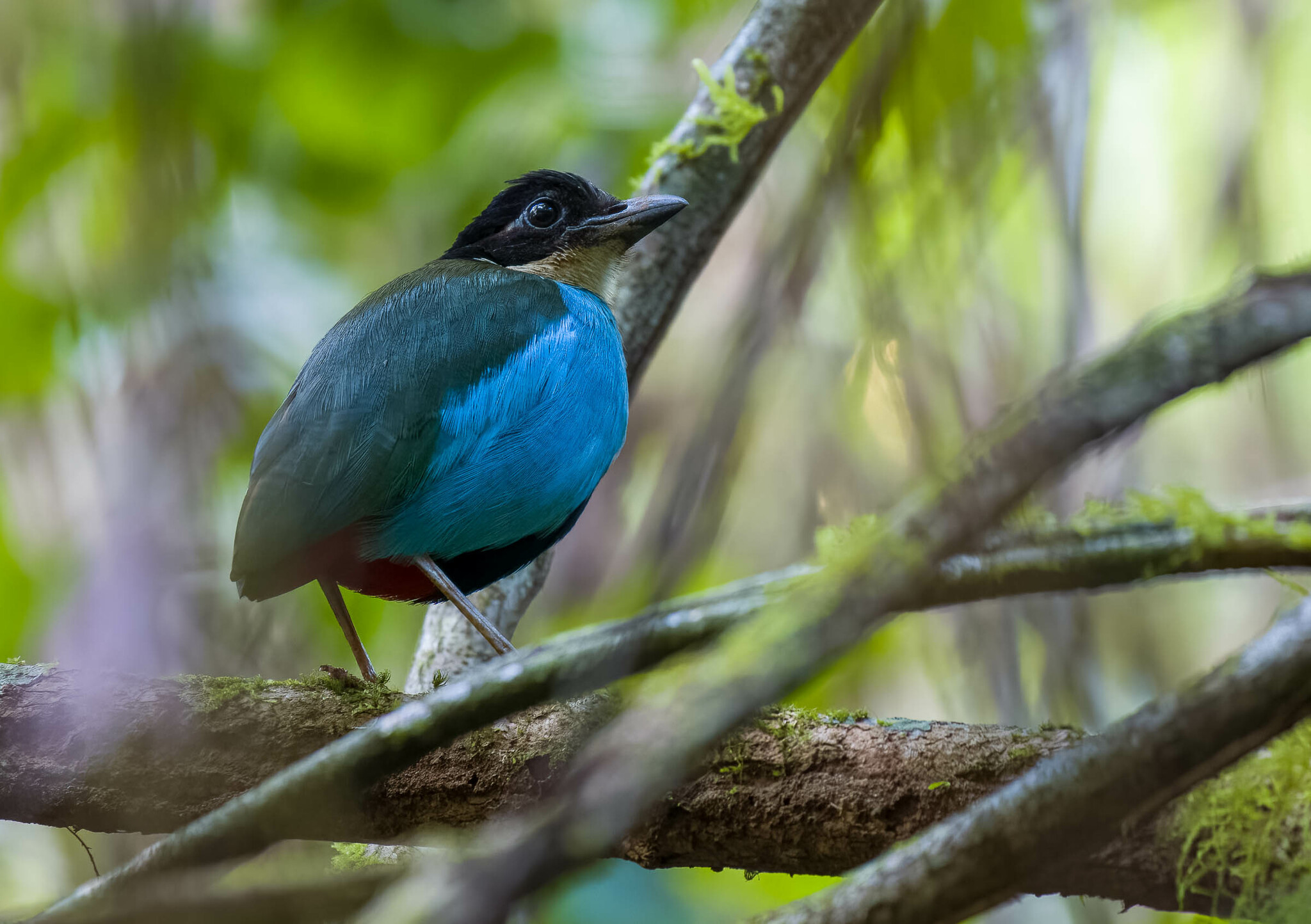 Azure-breasted Pitta (Pitta steerii), photo 6