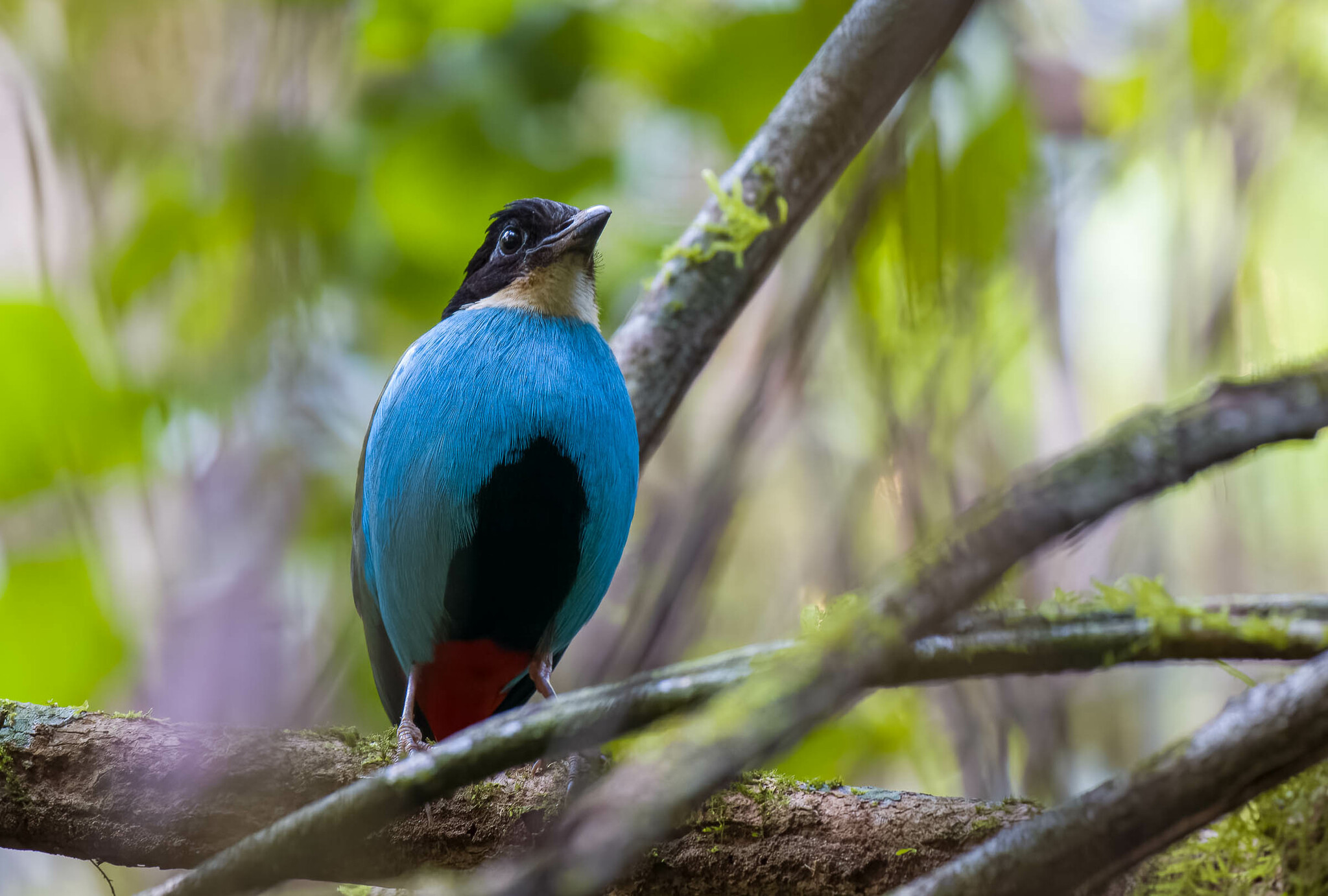 Azure-breasted Pitta (Pitta steerii), photo 7