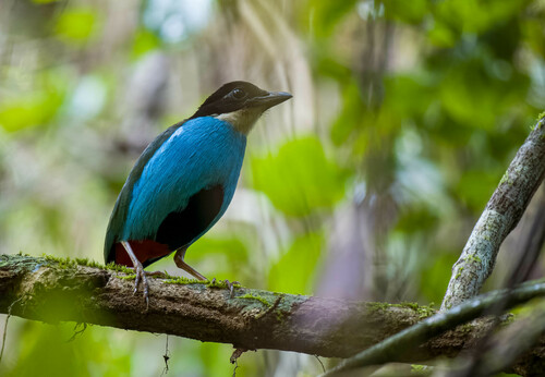 Azure-breasted Pitta (Pitta steerii), photo 9