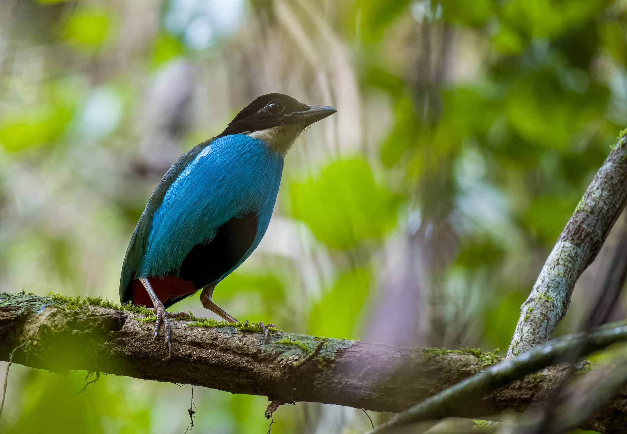 Azure-breasted Pitta (Pitta steerii), photo 8