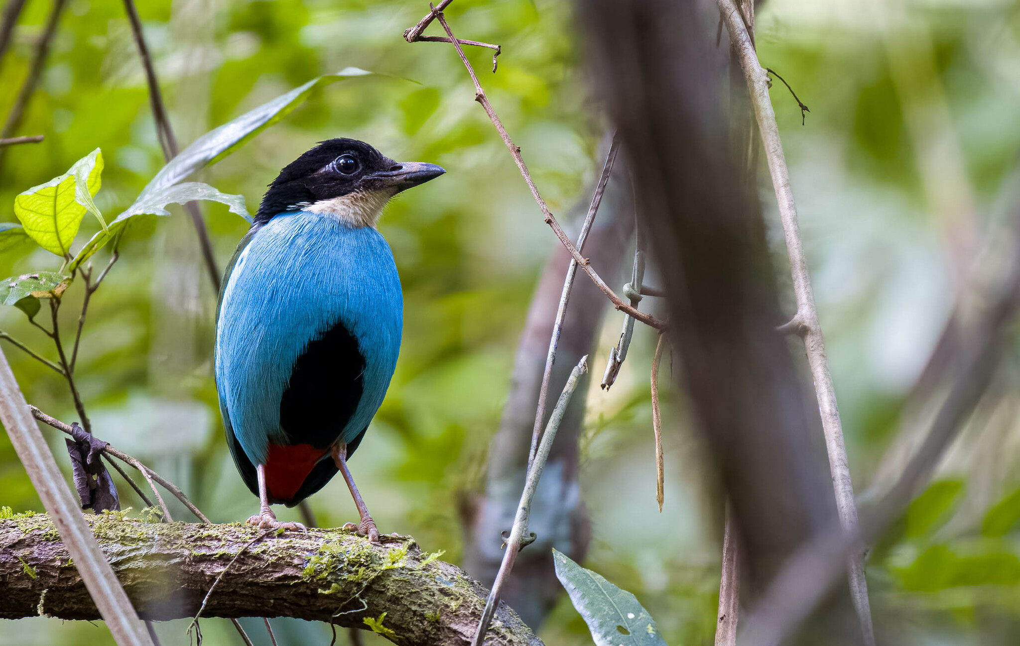 Azure-breasted Pitta (Pitta steerii), photo 9