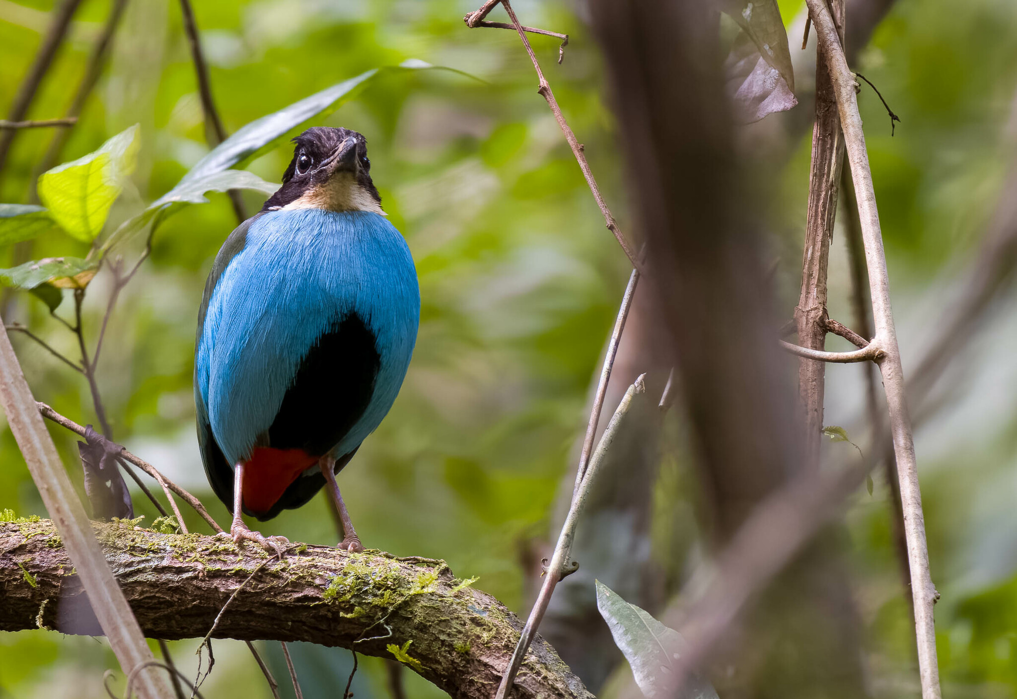 Azure-breasted Pitta (Pitta steerii), photo 10