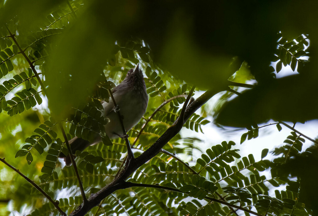 Visayan Babbler photo