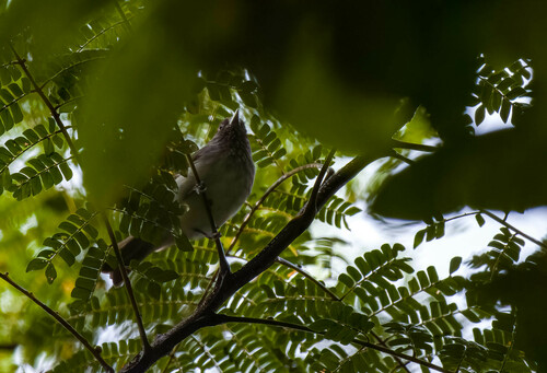 Visayan Pygmy Babbler (Dasycrotapha pygmaea), photo 1