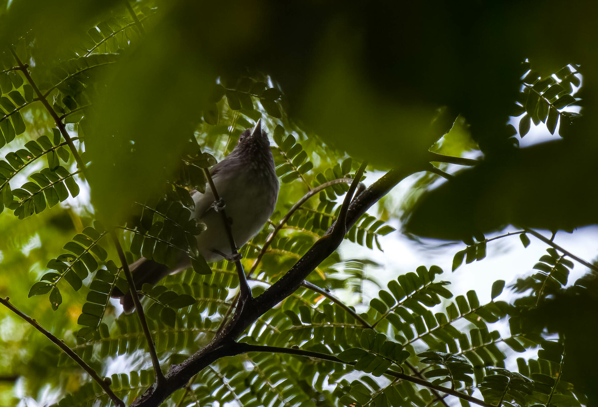 Visayan Pygmy-Babbler illustration