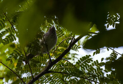 Visayan Pygmy-Babbler photo 1
